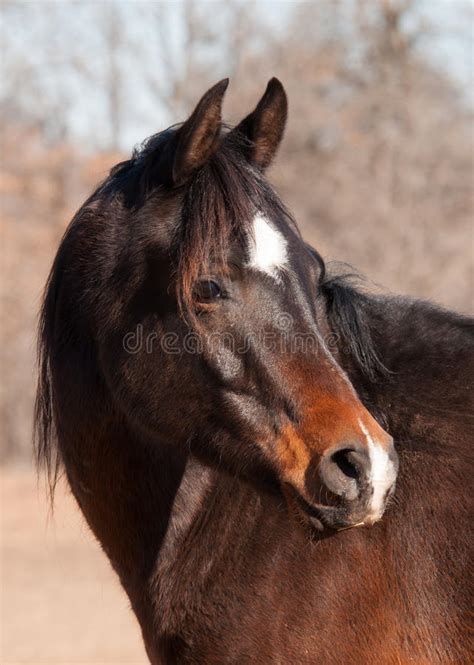 dark bay arabian horse   stock image image  horse dark