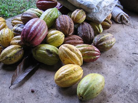 forum nachhaltiger kakao verzeichnet sichtbare fortschritte