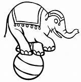 Coloring Circus Elephant Standing Ball Show Button Using Print Grab Could Welcome Right Also sketch template