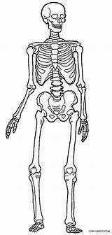 Skeleton Coloring Pages Human Kids Skeletons Drawing Anatomy Printable Simple Bones Cool2bkids Print Skeletal System Book Body Getdrawings Sheets Skull sketch template