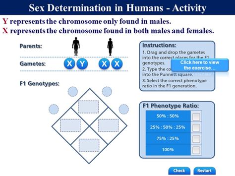 6 9 Sex Determination In Humans Teaching Resources