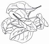 Spinach Drawing Getdrawings sketch template