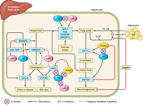 figure   thyroid hormone regulation  metabolism semantic scholar