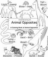 Cover Opposites Coloring Pages Book Template Worksheets Kindergarten Animal Enchantedlearning Learning Enchanted sketch template