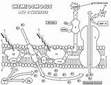 Chemiosmosis Photosynthesis Photosystems Biologycorner Respiration sketch template