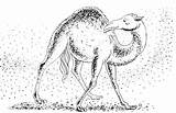 Camel Coloring Pages Looking Around sketch template