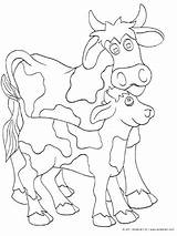 Calf Cow Coloring Pages Kinderart Print Getcolorings Printable sketch template