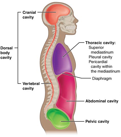 dorsal cavity definition organs  function biology dictionary