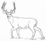 Coloring Deer Mule Pages Buck Printable Drawing Paper sketch template