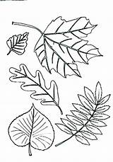 Coloring Pages Types Different Clip Leaf Line Getcolorings Clipground sketch template