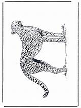 Cheetah Coloring Choose Board Pages Shark sketch template