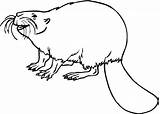 Beaver Coloring Pages Beavers Printable Color Animals Supercoloring Drawing Gif Funny Clipart Use Categories sketch template