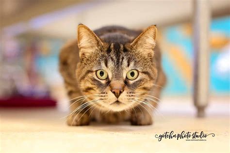 adopt  bunny  full  purrrsonality adopted collingwoodtodayca