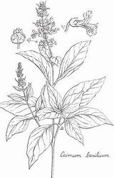 Botanical Basil Tulsi Herbs Holy Herb Bergamot sketch template
