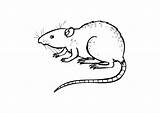 Rata Ratte Ratto Malvorlage Colorare Ratas Ausmalbilder Rats Educol sketch template