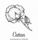 Cotton Plant Drawing Coloring Gin Sketch Boll Simple Illustration Drawn Vector Bud Branch Engraved Ink Leaf Hand Template Drawings Shutterstock sketch template