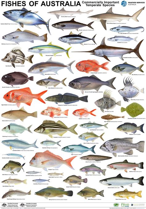 seafood posters