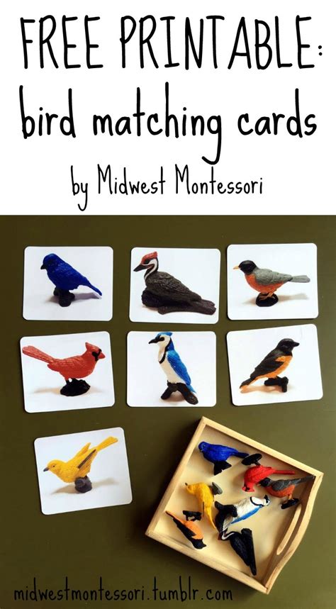 midwest montessori bird matching cards   printable