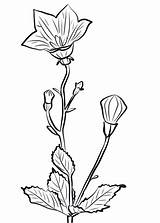 Platycodon Chinese Coloring Grandiflorus Bellflower Flower Pages Drawing Printable Drawings Flowers Line Categories Supercoloring Getdrawings Choose Board sketch template