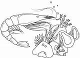 Shrimp Coloring Pages Cute Undersea Amazing Cool Kids sketch template