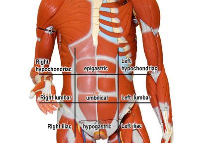 detailed body parts  men