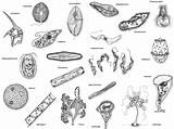 Reino Protista Monera Reinos Biologia Protoctista Algas Organismos Seres Biology Protistas Vivos Naturaleza Protists Timetoast Fungi sketch template