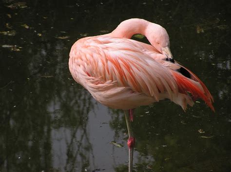 flamingo  stock  rgbstock  stock images mzacha