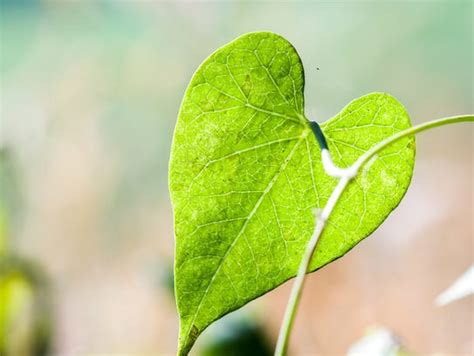 valentines day  heart shaped plants leaves
