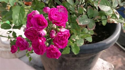 grow rose plants  cuttings youtube