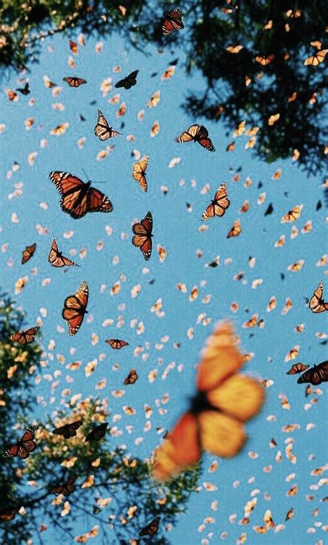 monarch butterflies swarming flying around in the