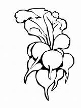 Radish Coloring Pages Color Print Vegetables Getcolorings Bright Colors Favorite Choose Kids sketch template