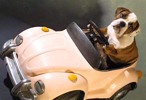 cruising  fido tips   safe  fun car ride   dog