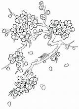 Blossom Cherry Coloring Tree Drawing Flower Japanese Tattoo Flowers Pages Blossoms Drawings Trees Sketch Outline Color Printable Step Sketches Tattoos sketch template