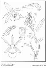 Subgroup Epidendrum Epidendra Hágsater 1999 Drawing Type Website Group sketch template