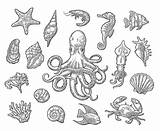 Octopus Garnalen Koraal Overzeese Vastgestelde Krab Ster Vissen Monster Shrimp sketch template