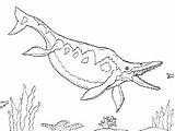 Ichthyosaurus Ichthyosaur Dinosaurs Plesiosaurus sketch template