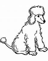 Poodle Getcolorings Poodles Goldendoodle Minnie Chow sketch template