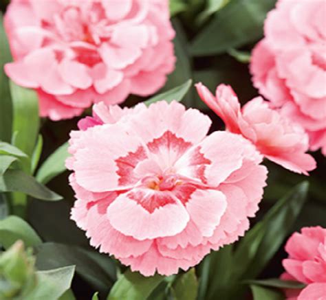 carnations boomaroo nurseries