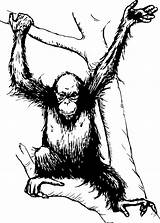 Orangutan Drawing Clipart Monkey Evil Getdrawings Clipartmag sketch template