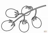 Cherry Coloring Tomatoes Tomato Pages Drawing Printable Colouring Template Getdrawings sketch template
