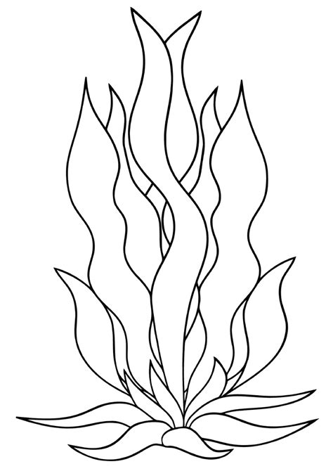 seaweed coloring pages coloring pages    print
