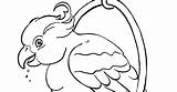 Burung Nuri Mewarnai Pewarna Mewarna sketch template