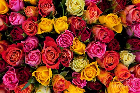 Colorful Roses Background Photograph By Michal Bednarek