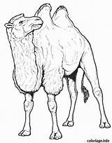 Chameau Camello Camel Colorat Camelo Colorier Planse Camellos Desene Egypte 1665 Bactriano Salbatice Animale Camels Dessins Supercoloring Dromedarios Camile Caravan sketch template