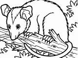 Possum Opossum Coloring Tree Pages Drawing Colouring Branch Sitting Color Getcolorings Printable Print Getdrawings Clipartmag sketch template