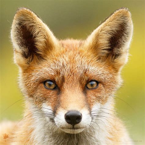 faces  foxes roeselien raimond nature photography
