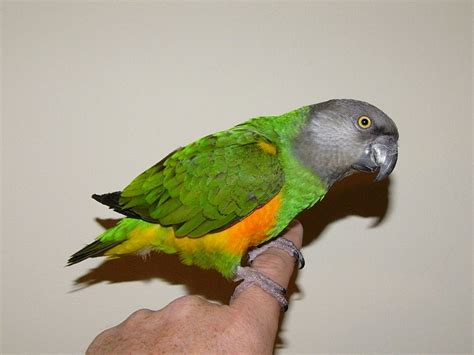 senegal parrot facts pet care housing feeding pictures singing wings aviary