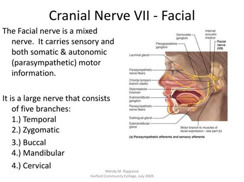 cranial nerves powerpoint  id