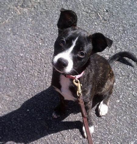 punc  boston terrier mix dogs daily puppy