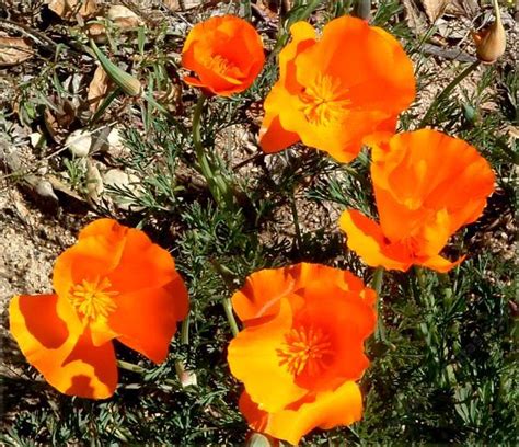 Eschscholzia Californica California Poppy